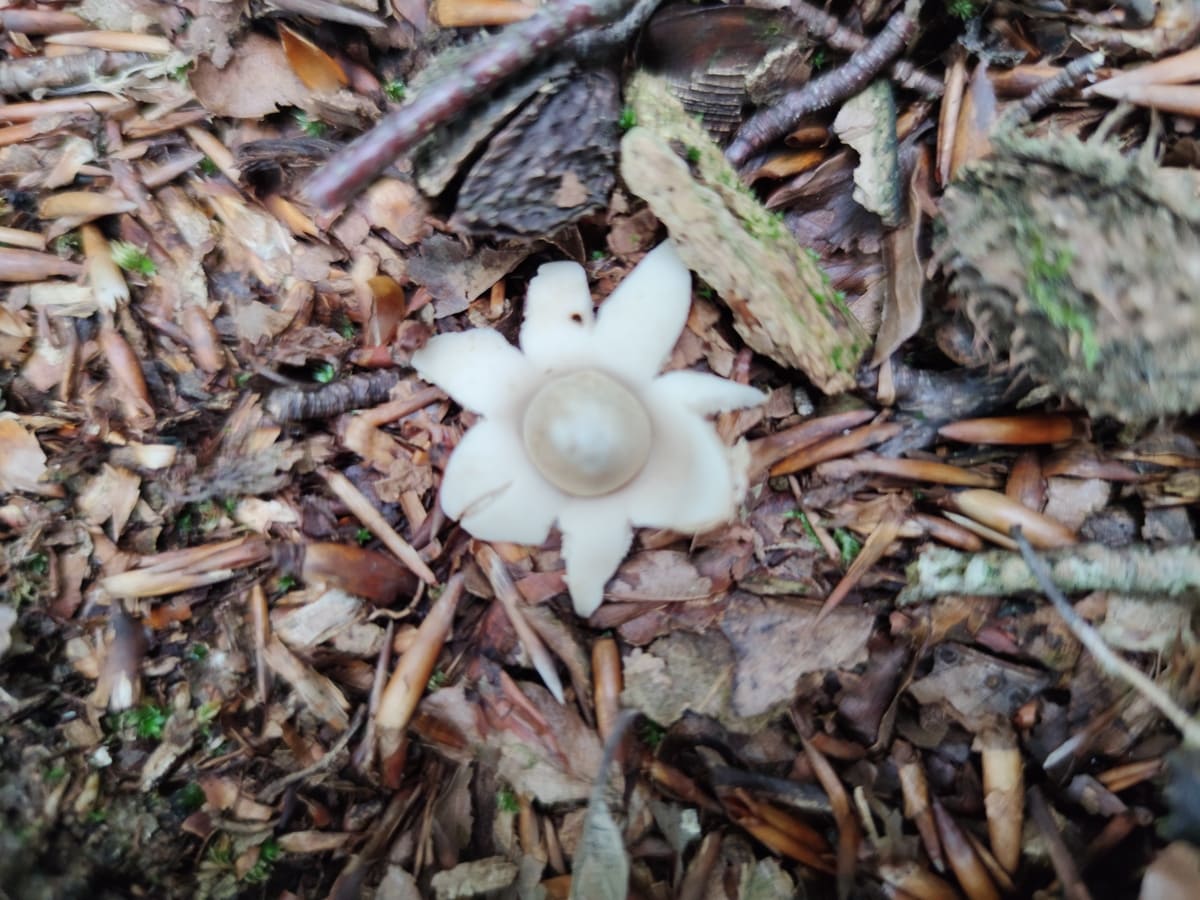 un champignon en forme de fleurs